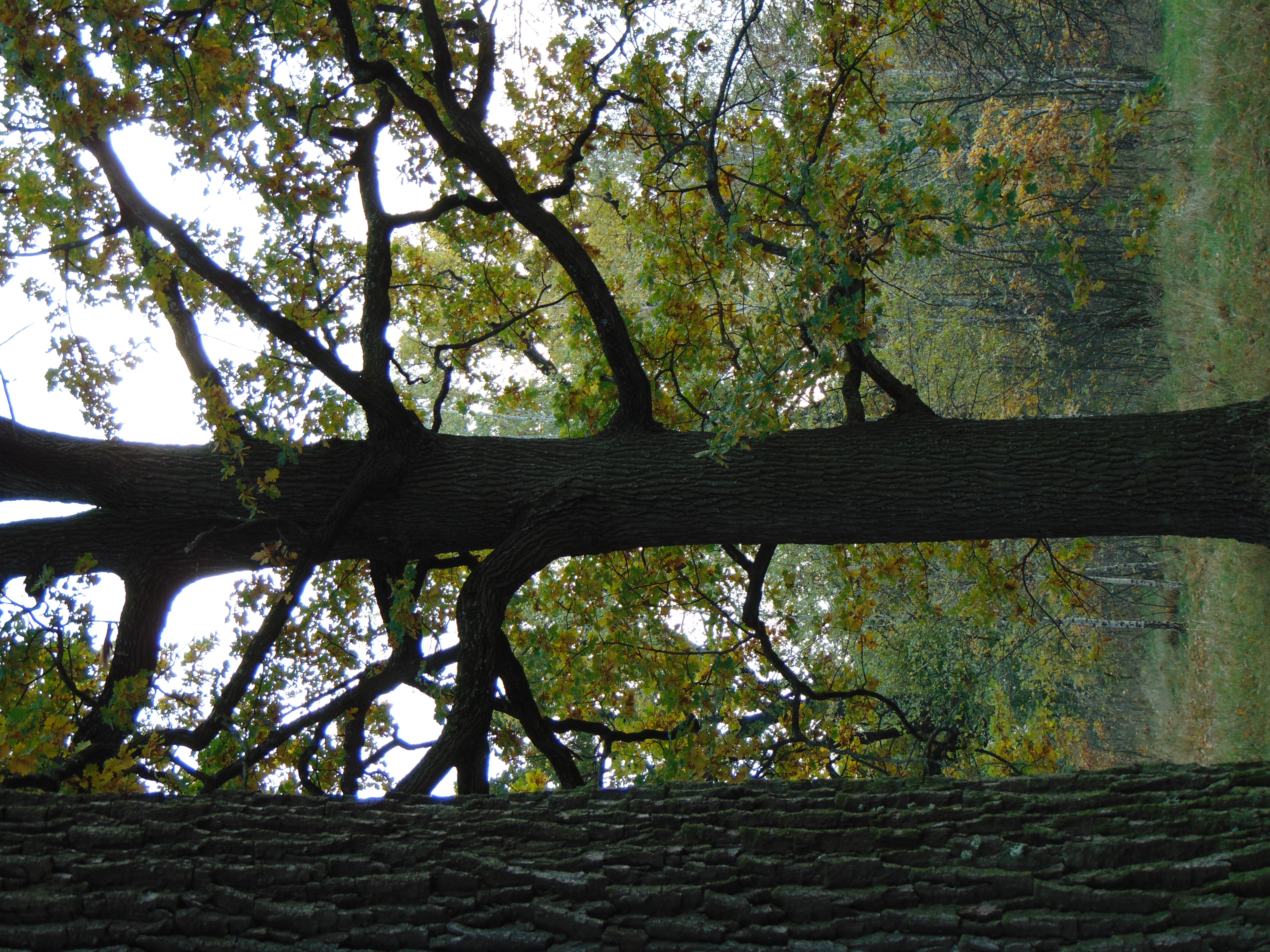 Autumn oaks