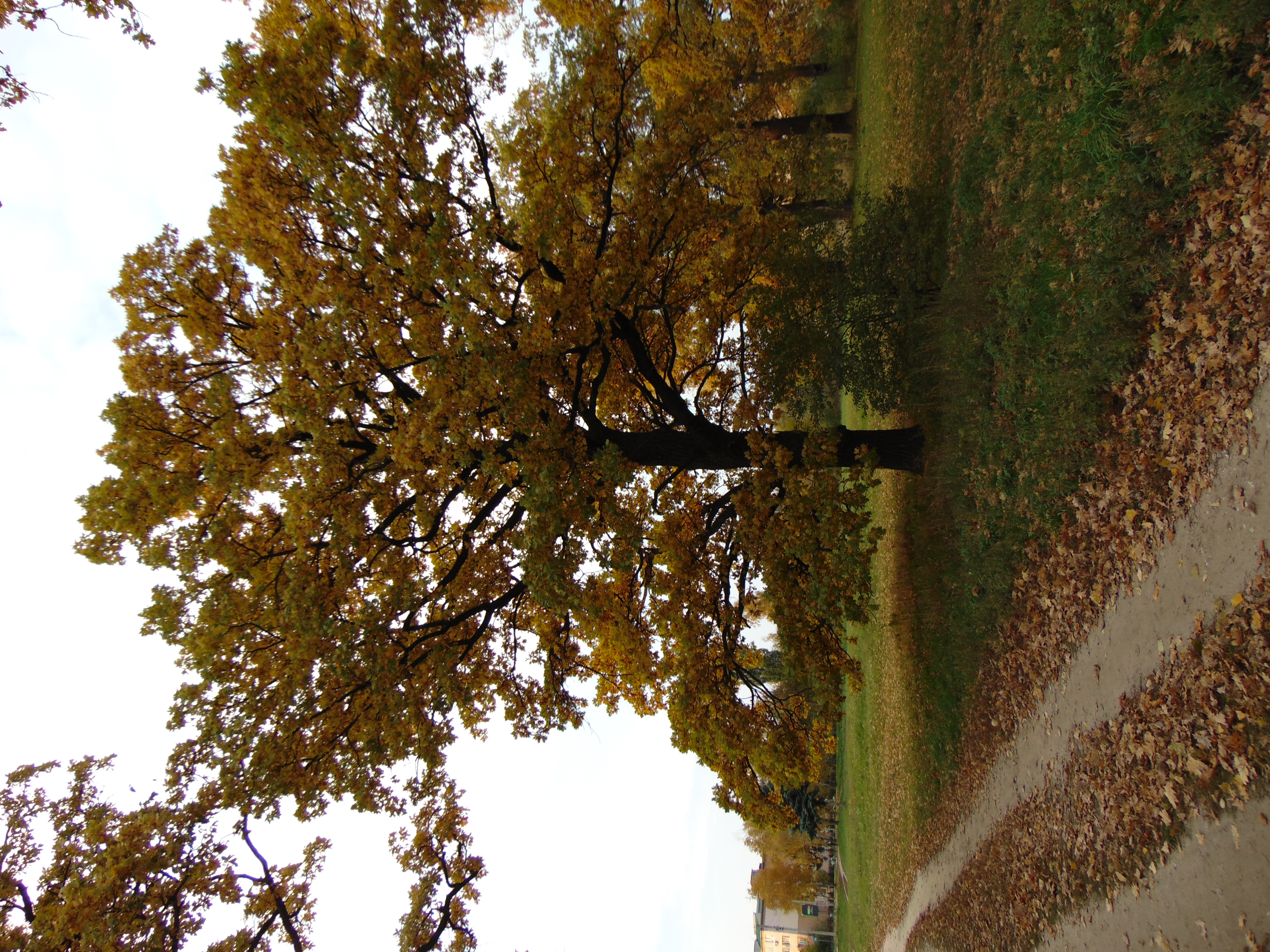 Autumn oaks