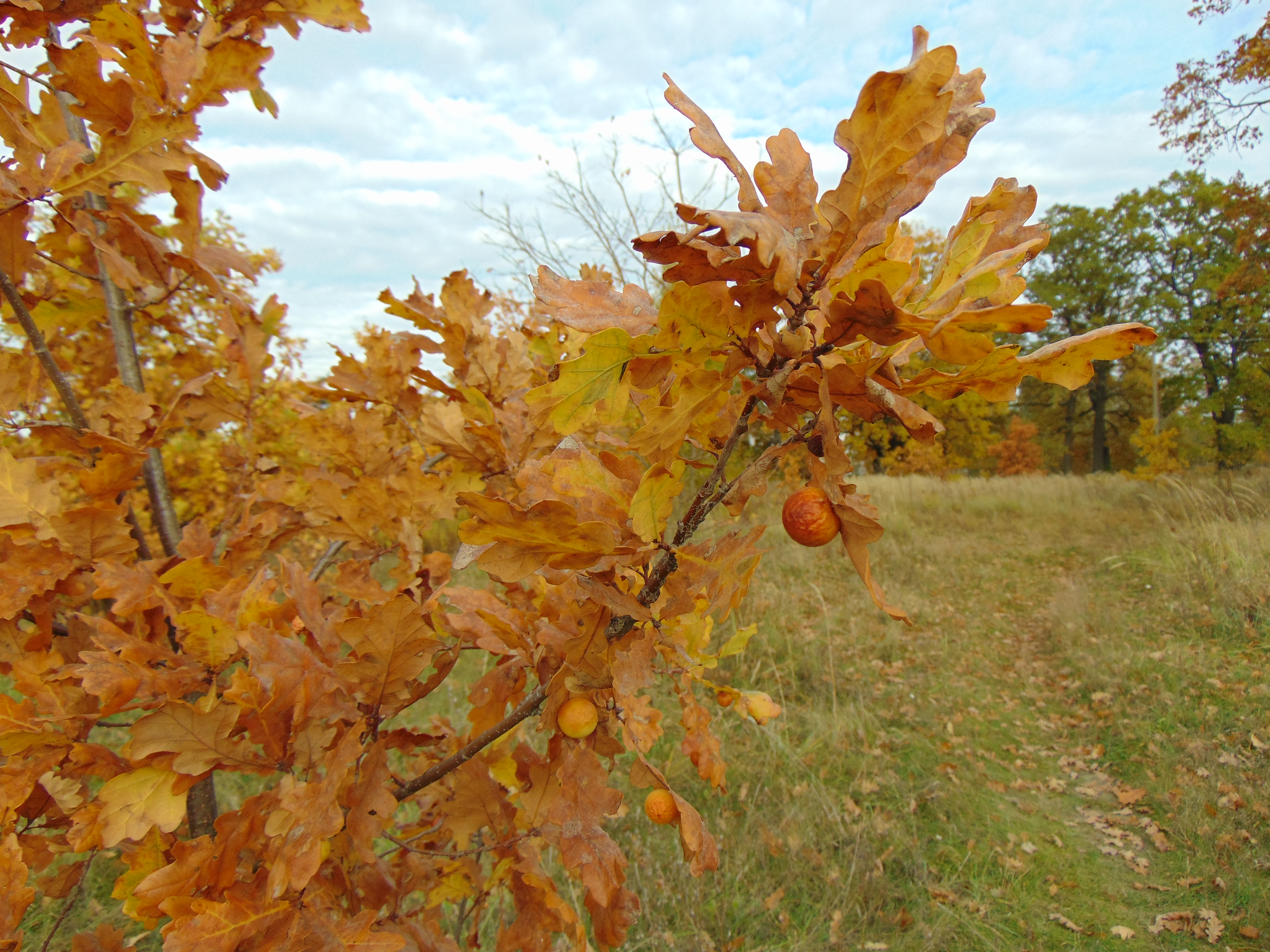Autumn oaks
