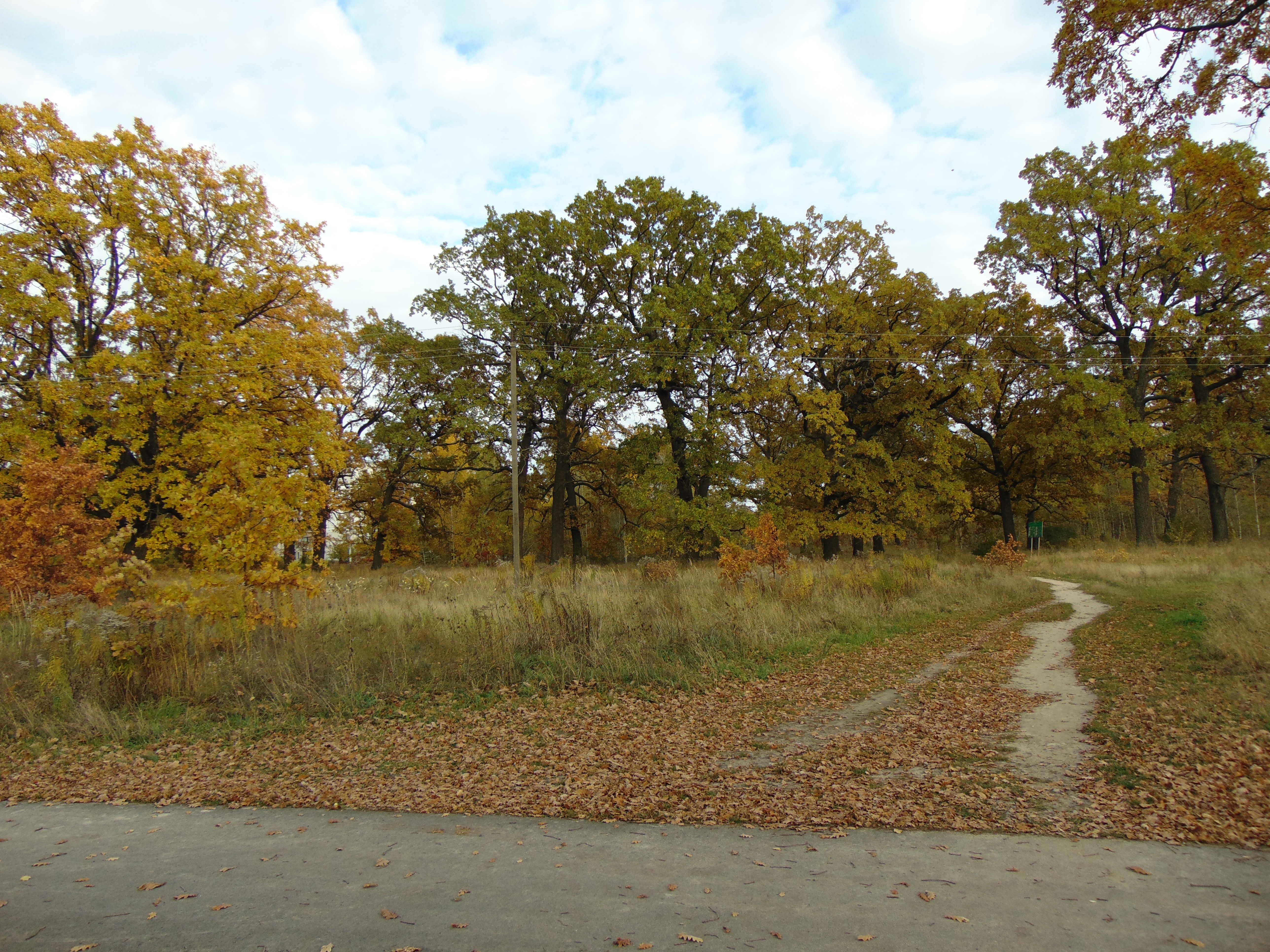 Autumn oaks