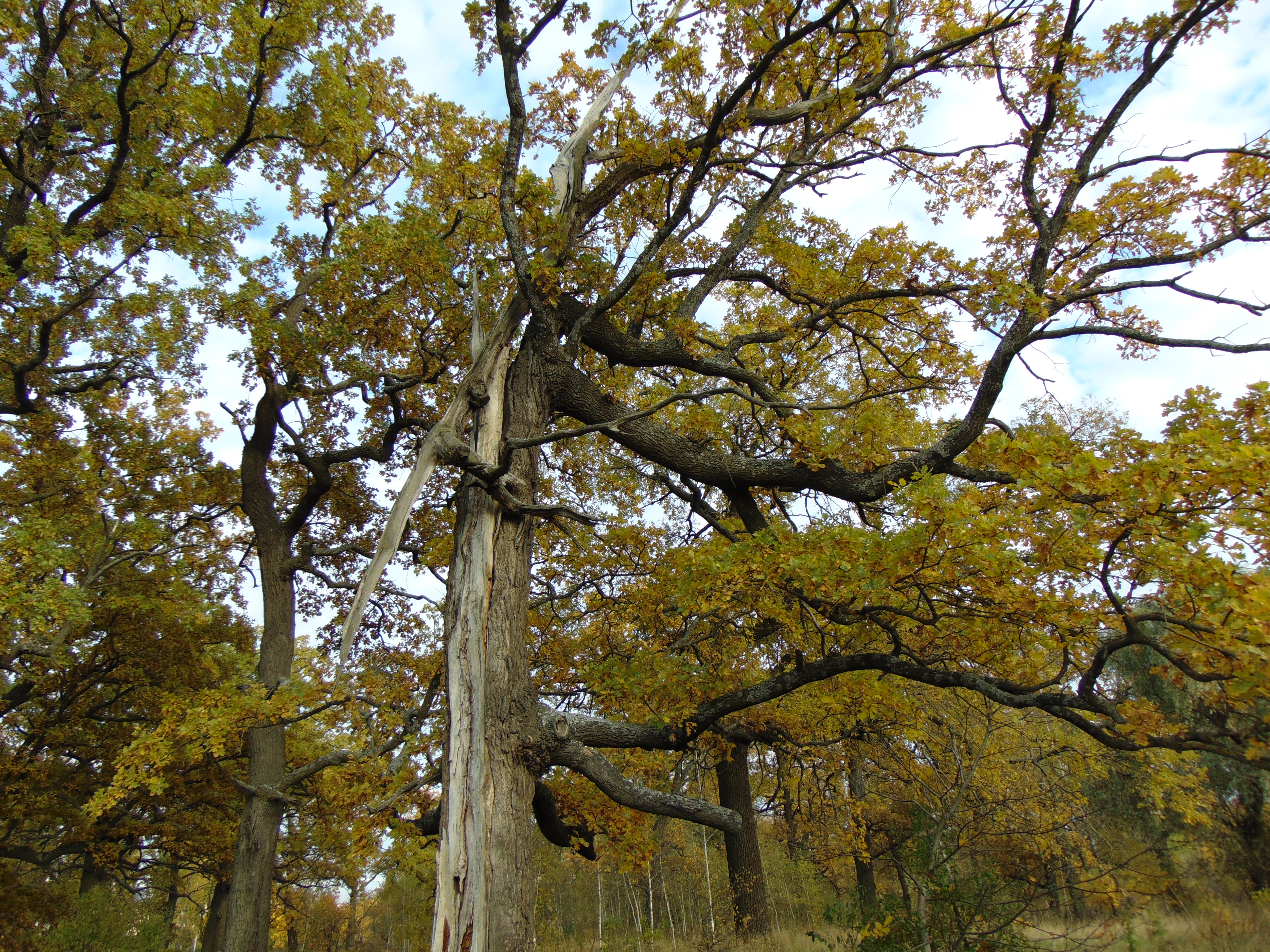 Autumn oaks