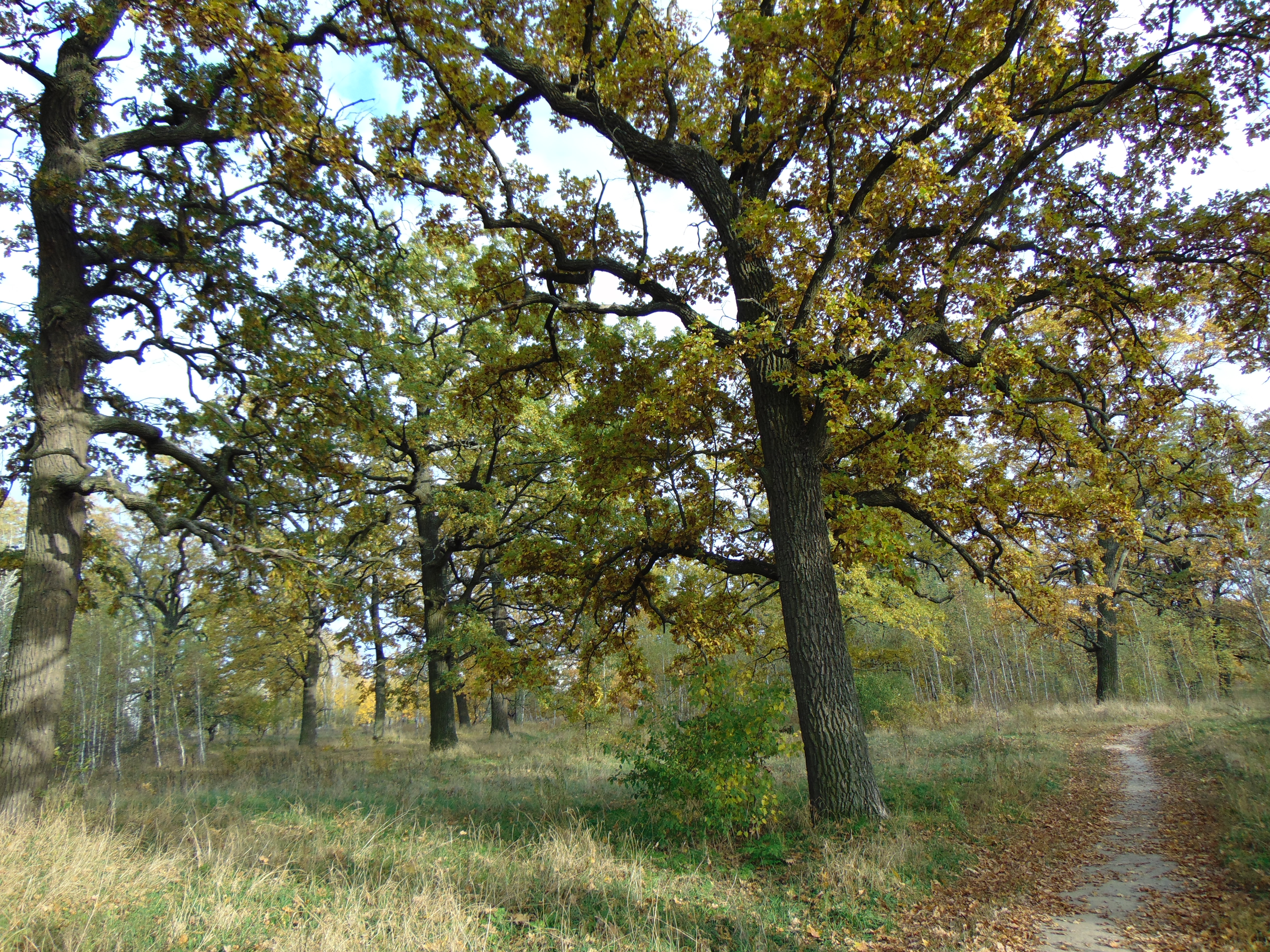 Autumn oaks