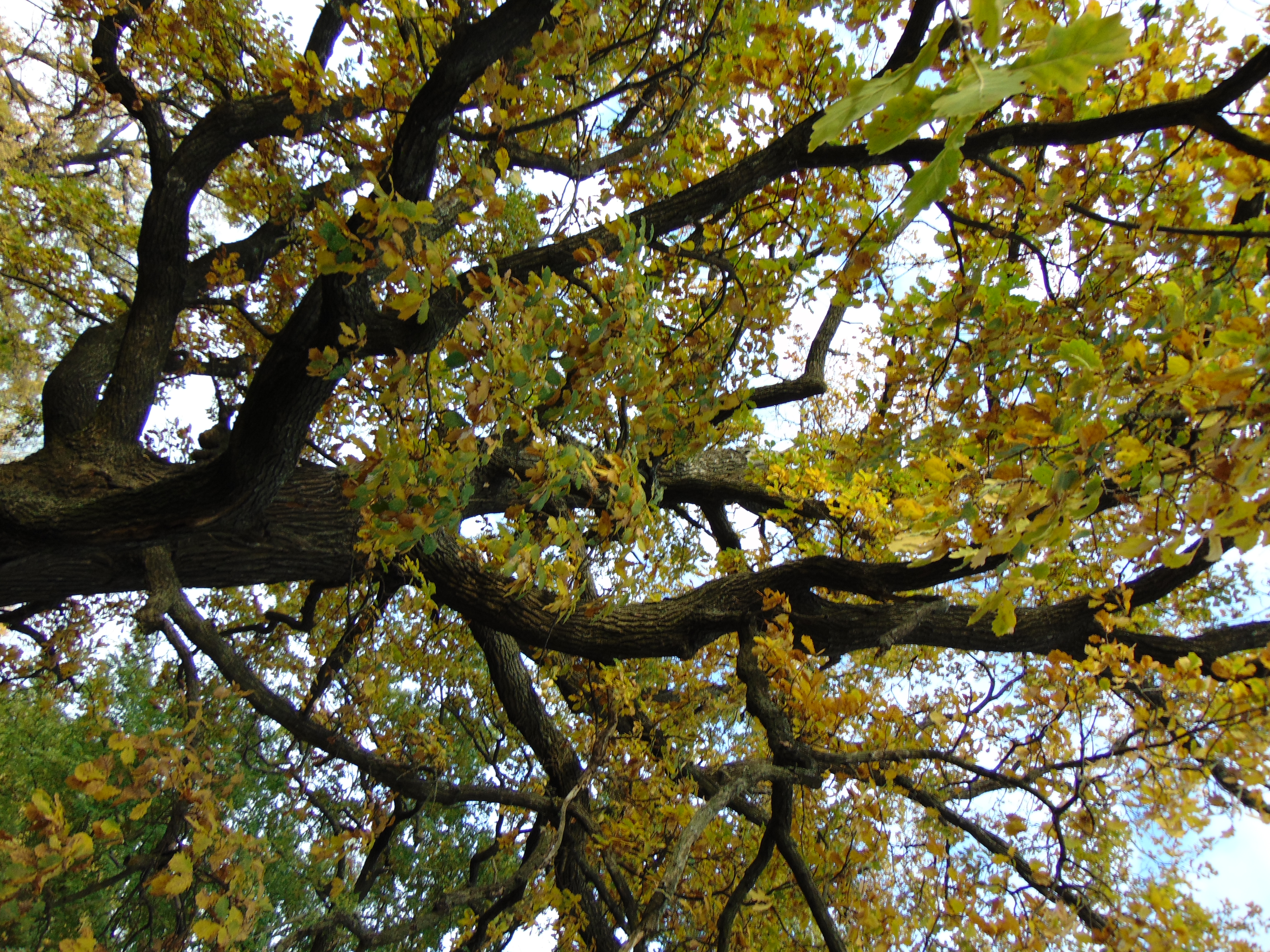Autumn oaks
