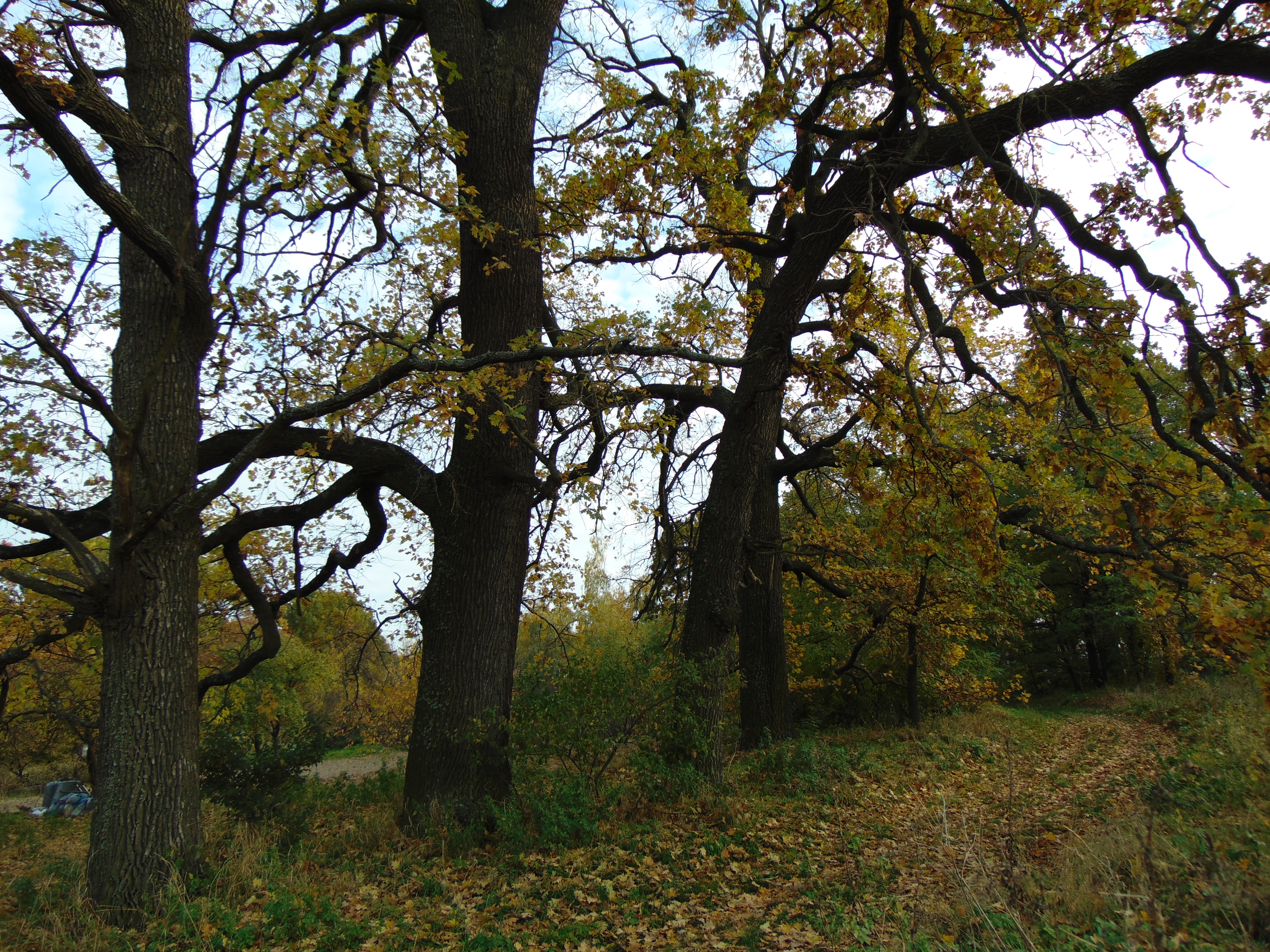 Autumn oaks