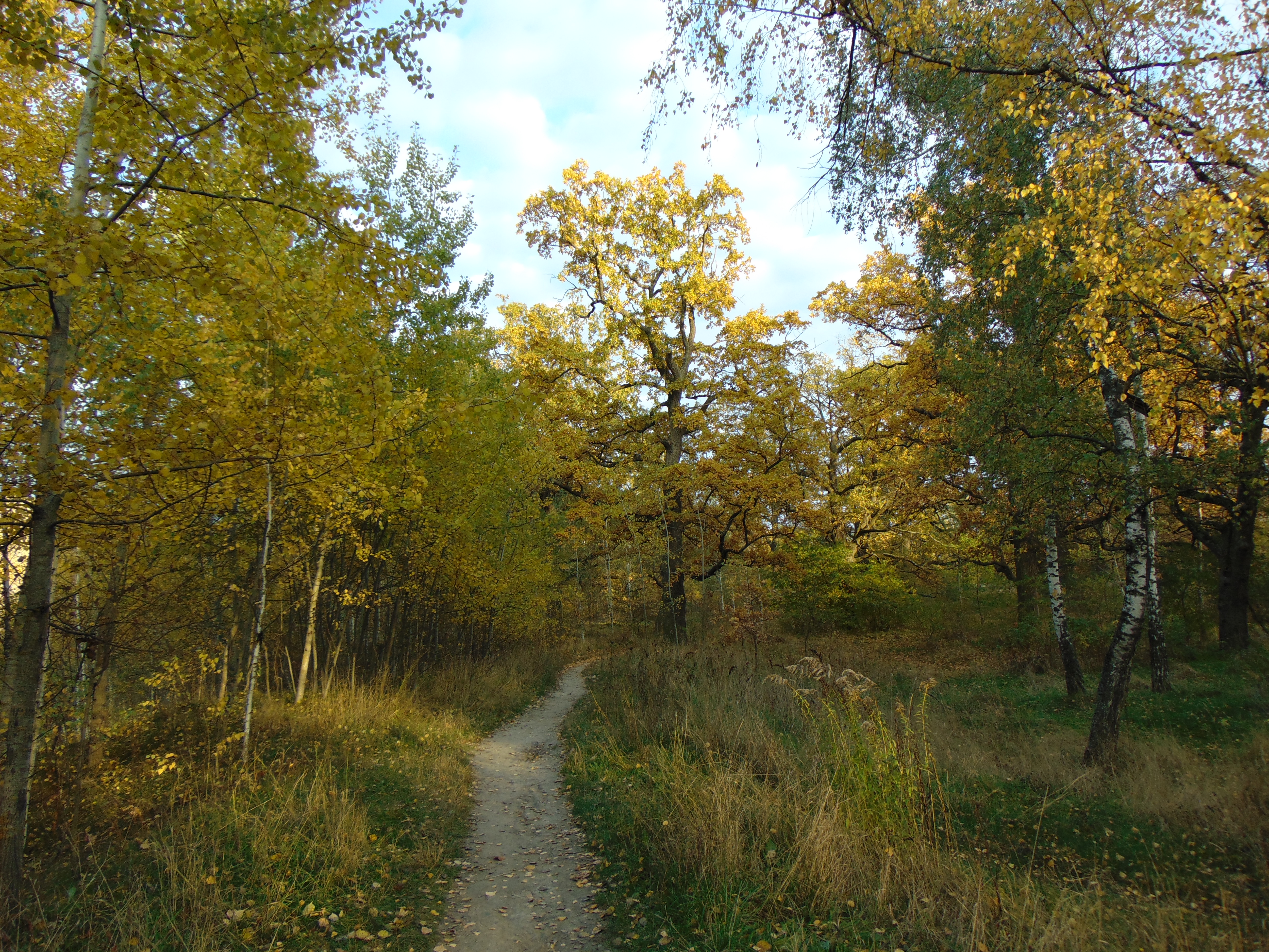 Autumn oaks