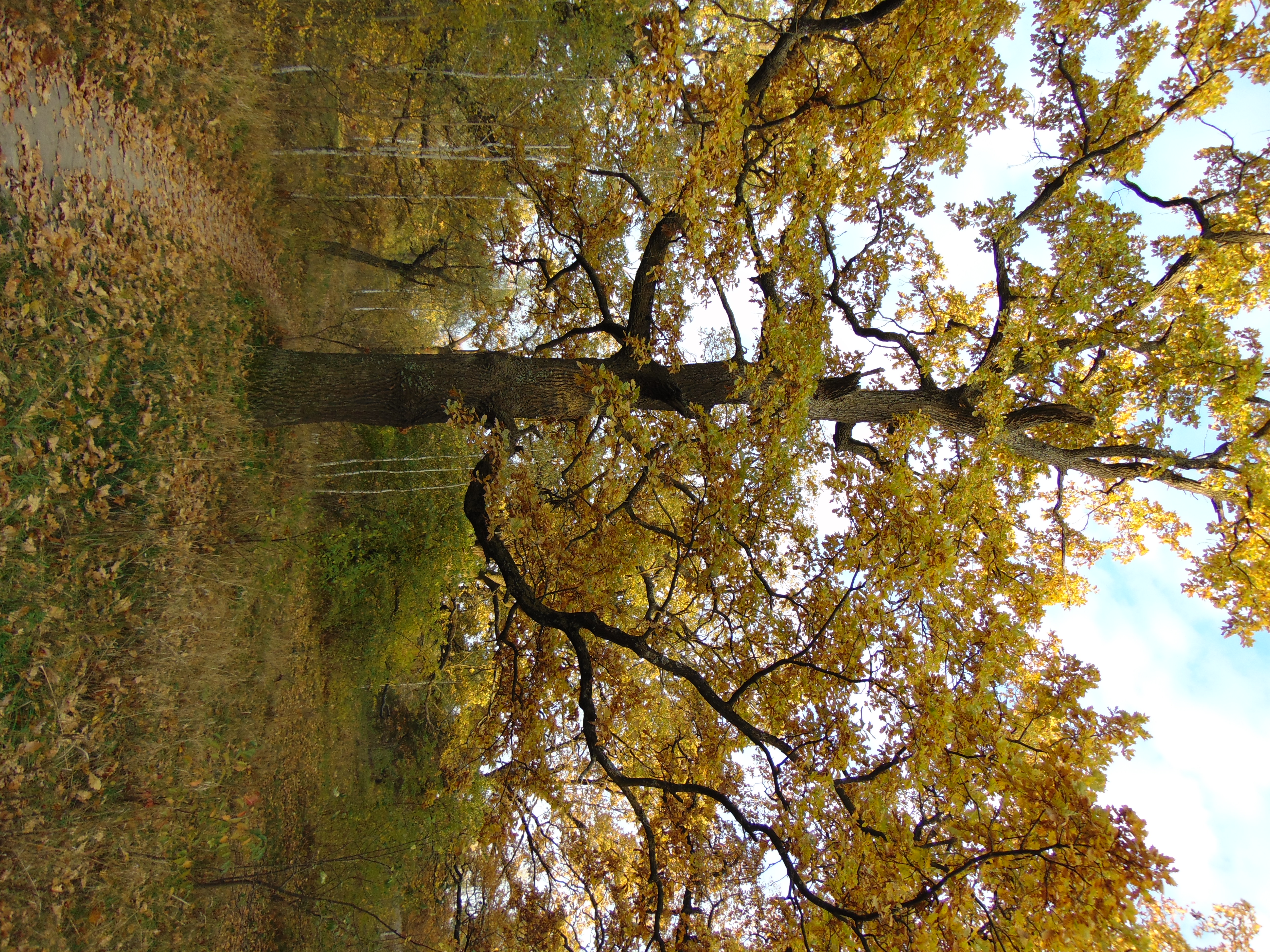 Autumn oaks