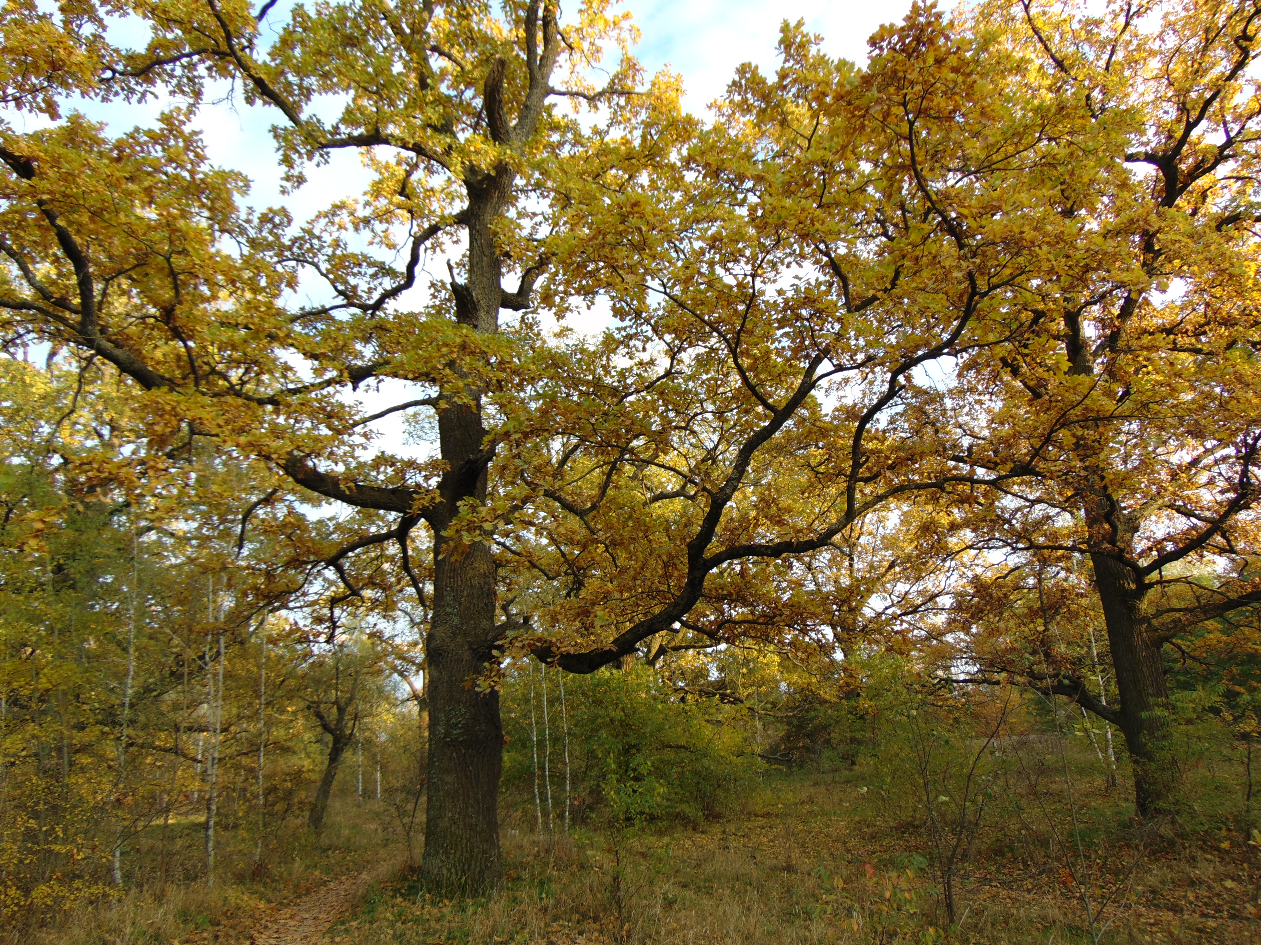 Autumn oaks