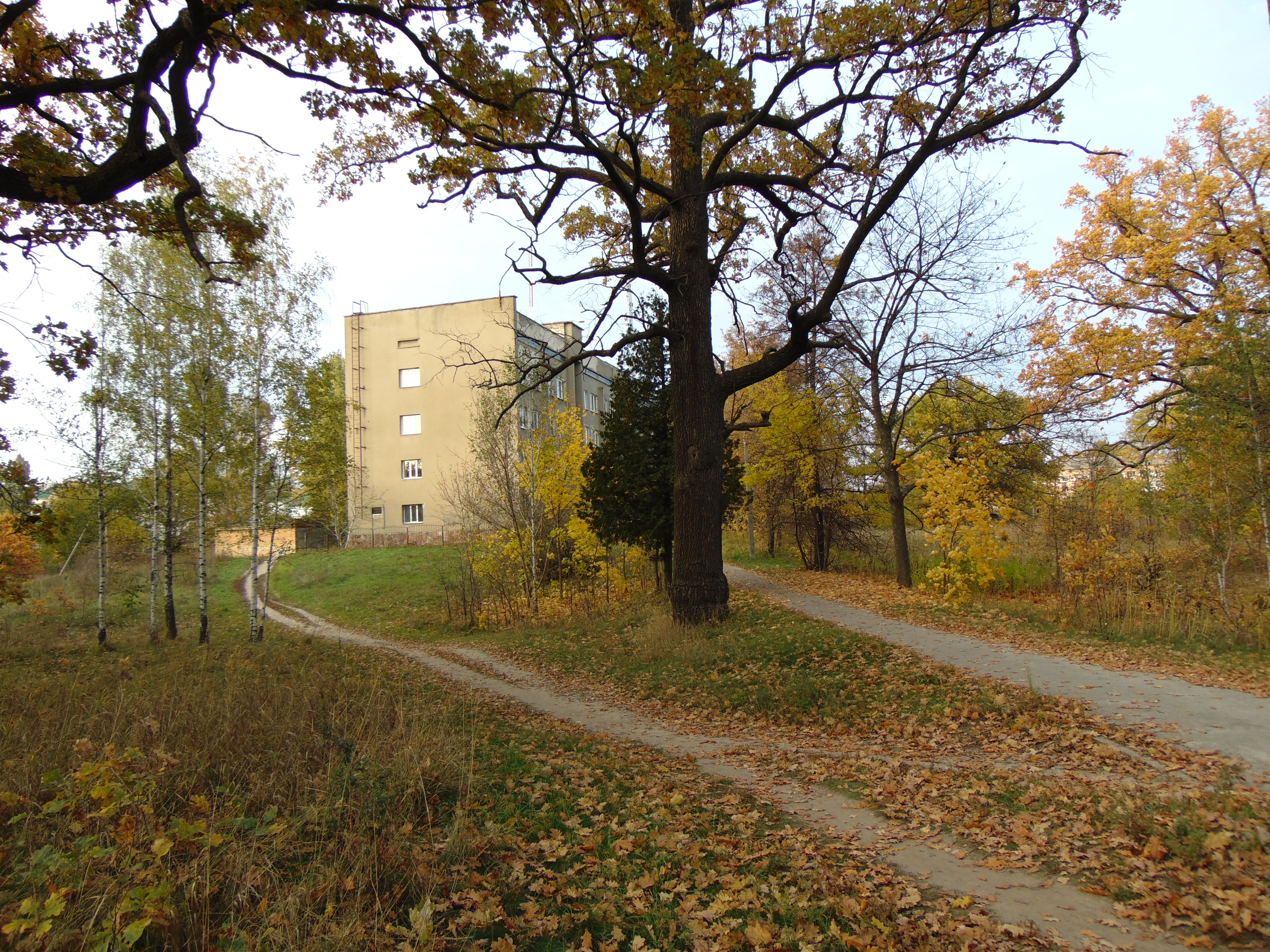 Autumn oaks