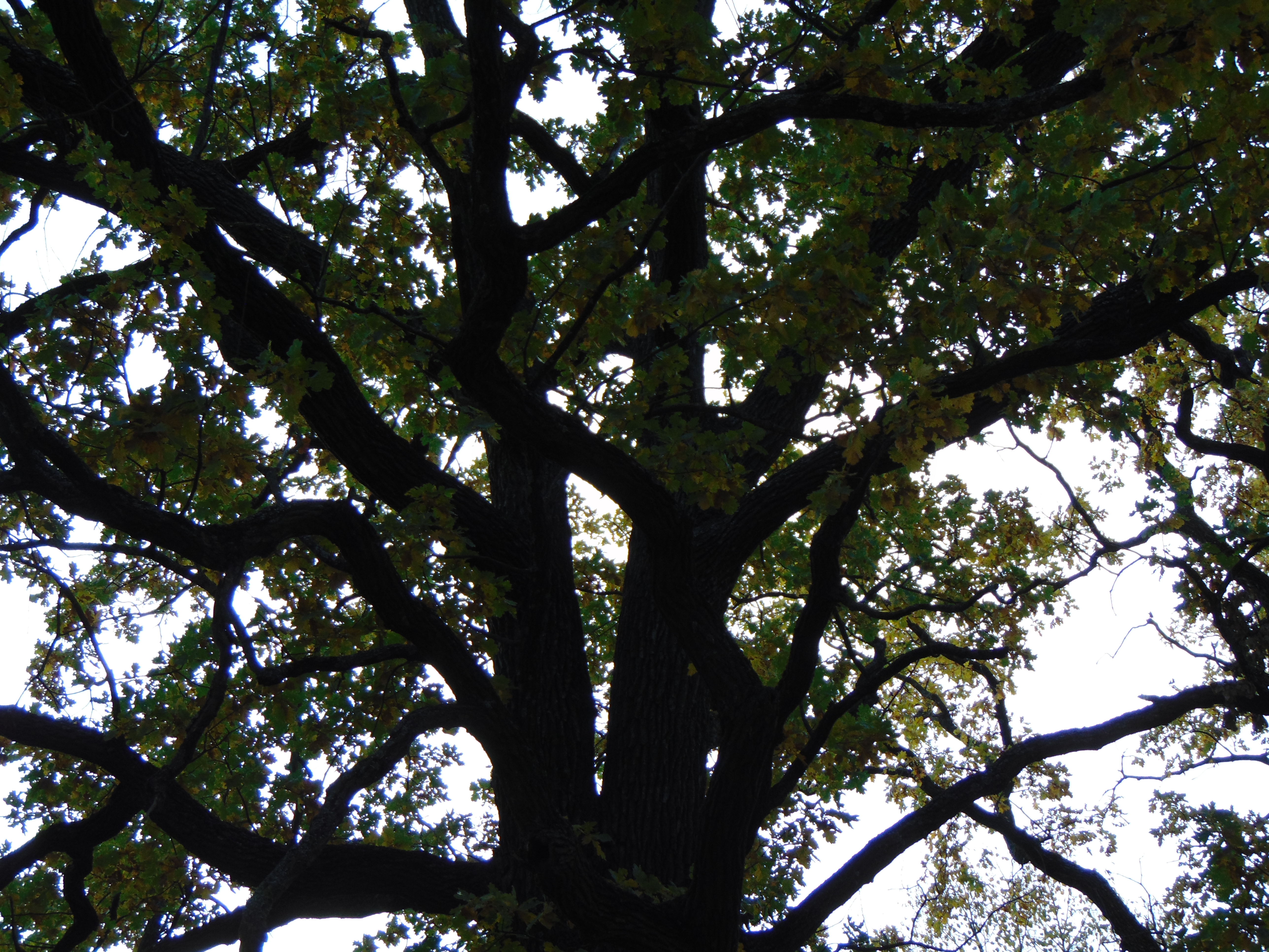 Autumn oaks
