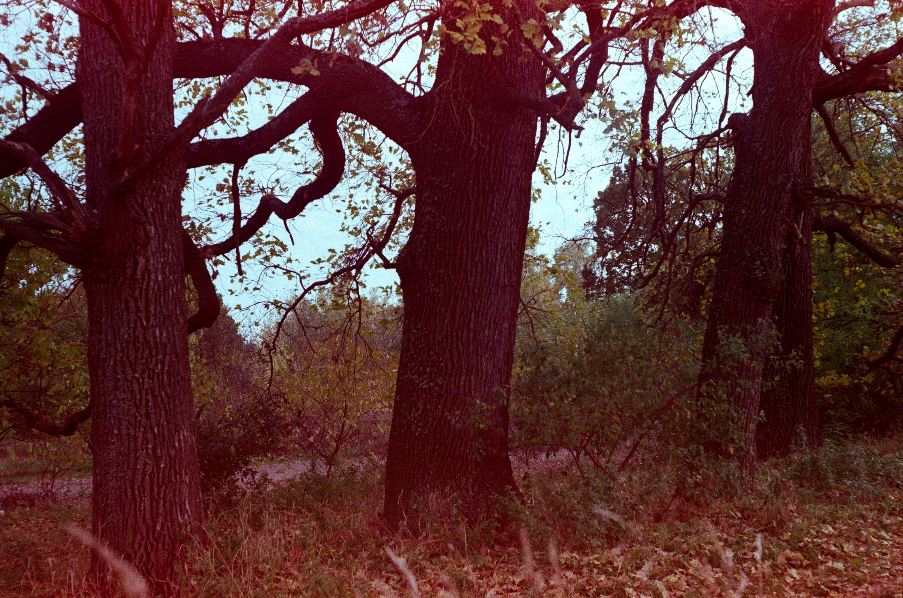 Ancient oaks of Chubynske landscape reserve