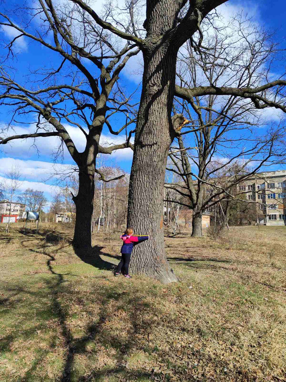 Measuring ancient oak trunk