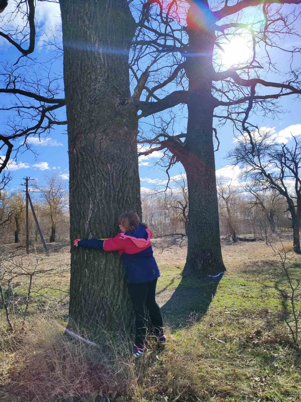 Measuring ancient oak trunk