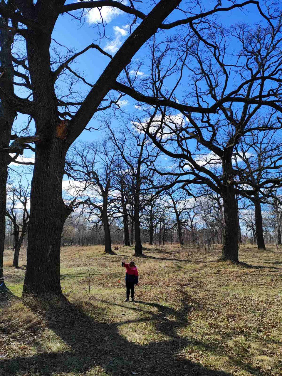 Measuring ancient oak trunk