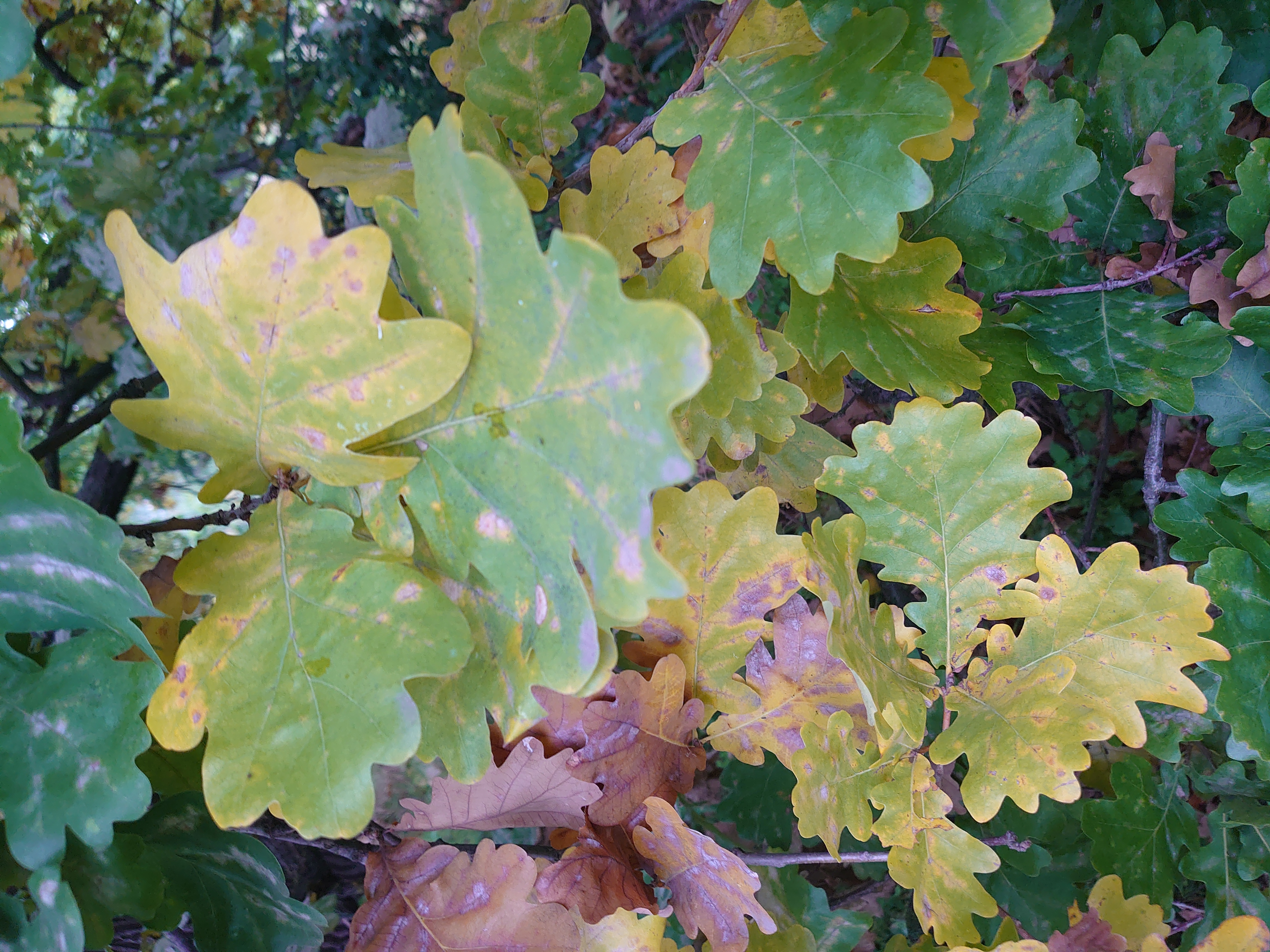 Ancient oaks of Chubynske
