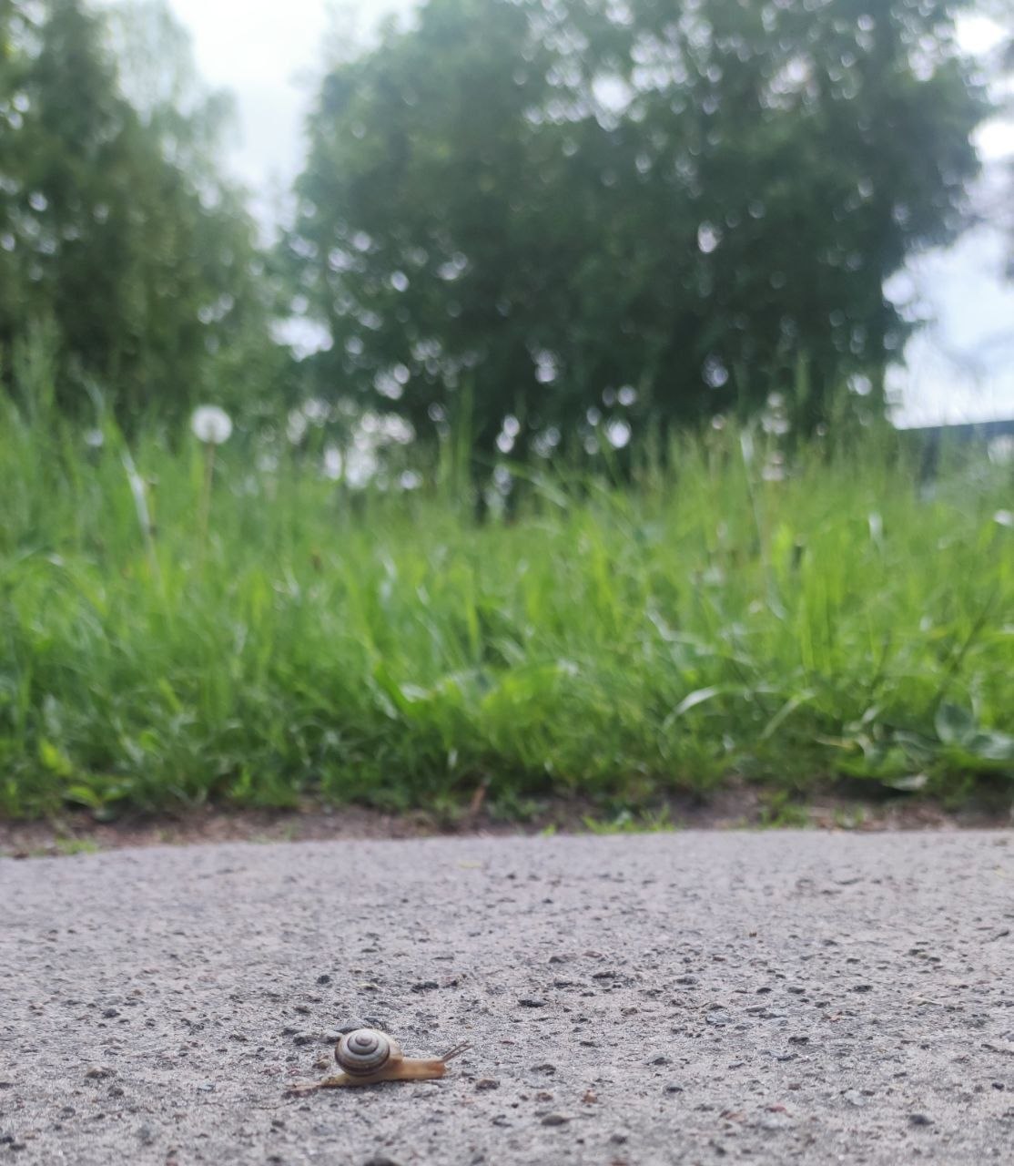 Snail on oak bark