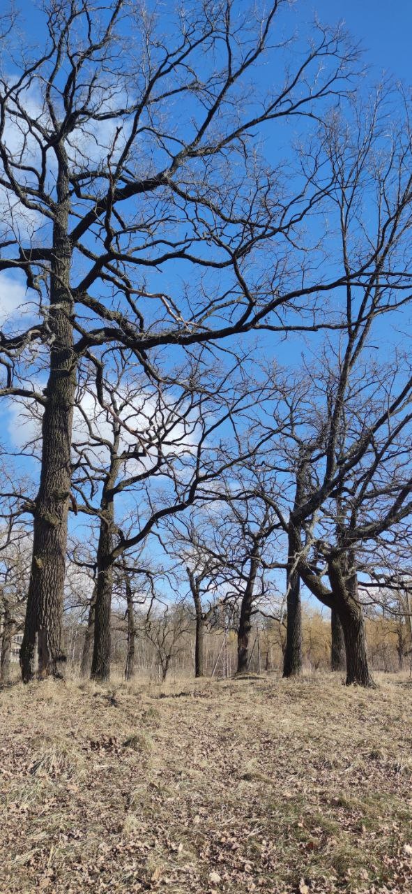 Spring oaks