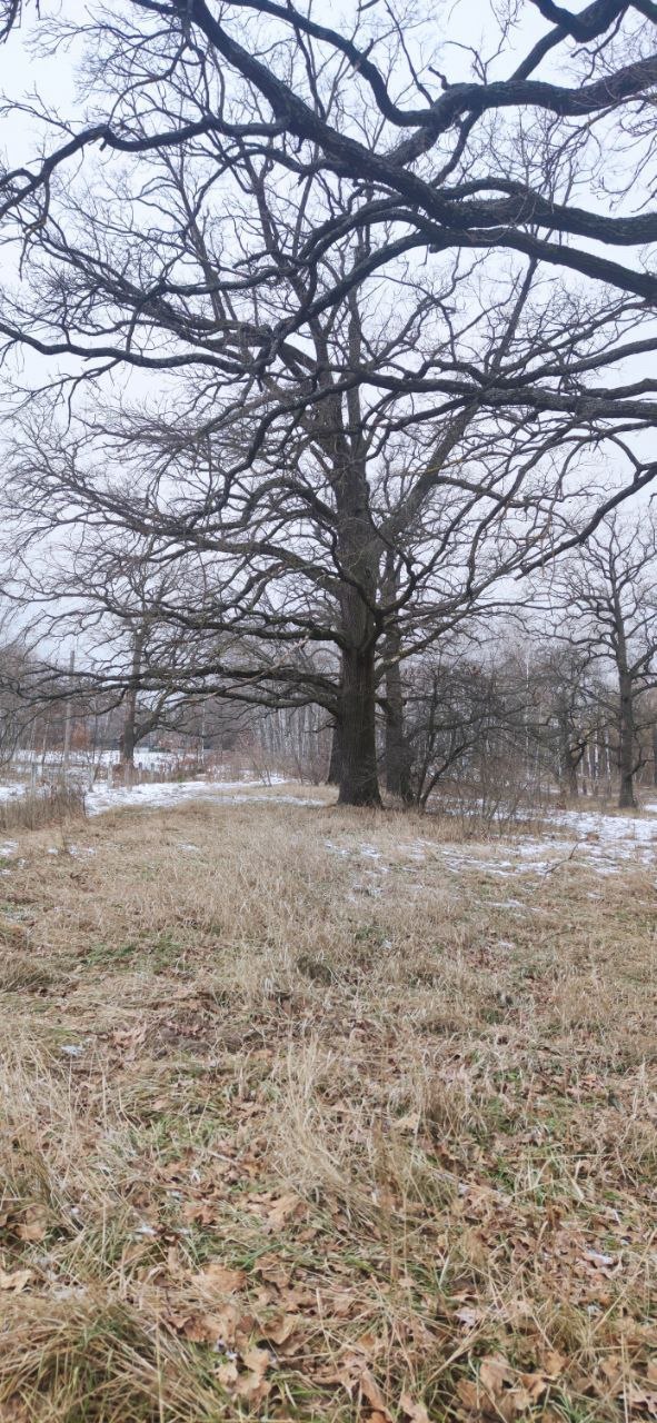 Spring oaks