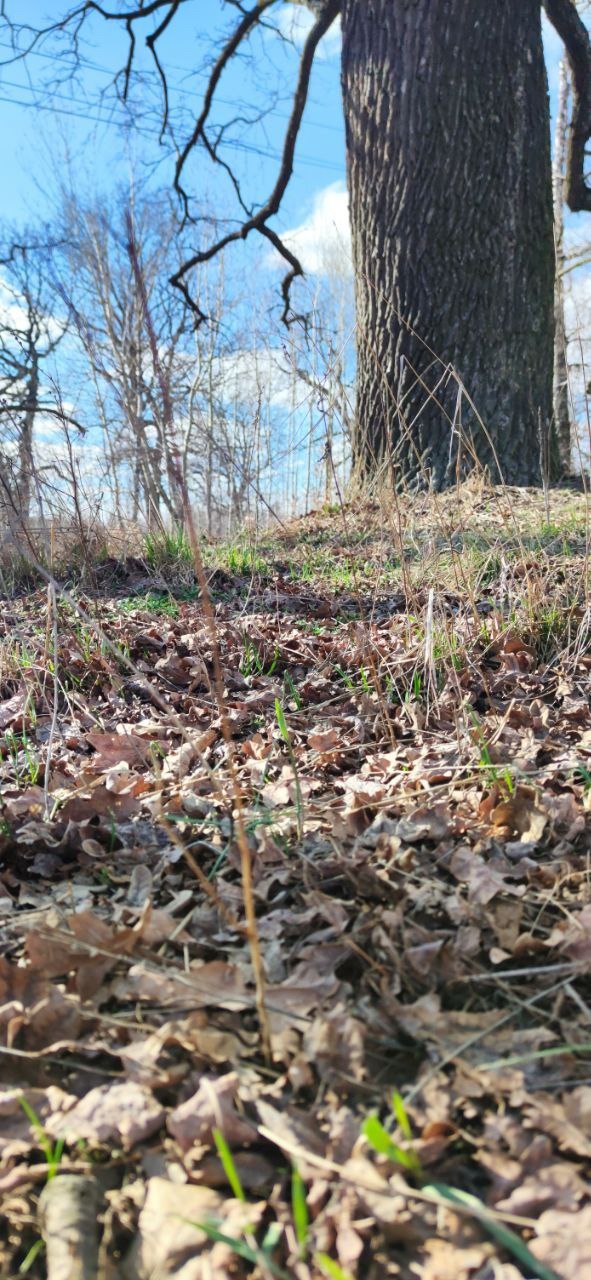 Spring oaks