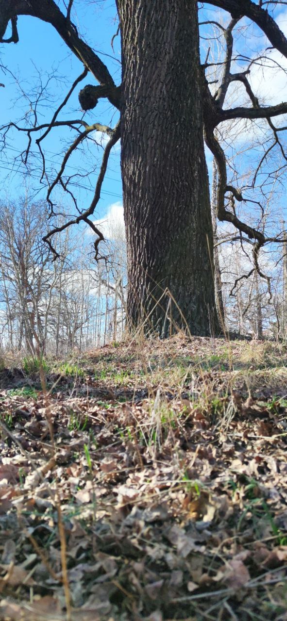 Spring oaks