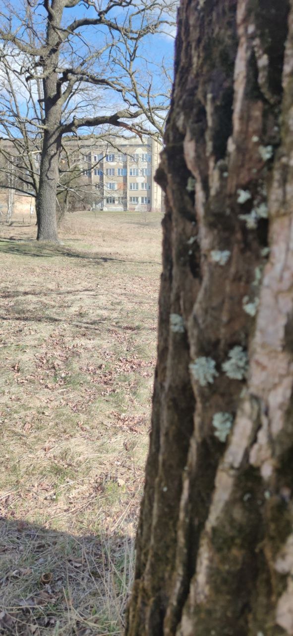Spring oaks