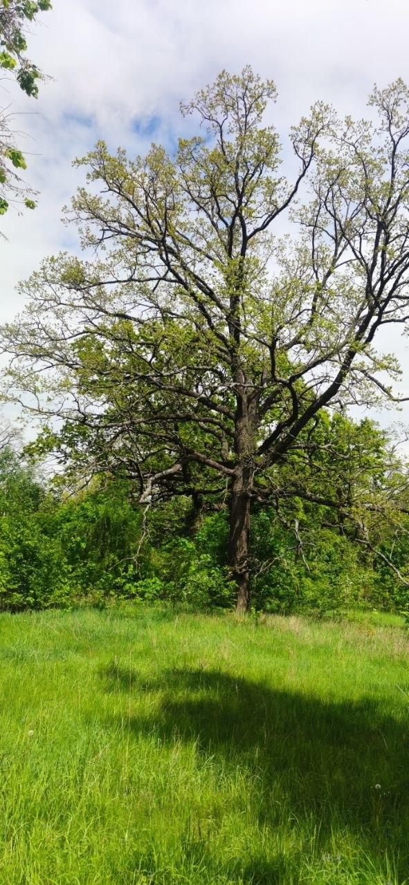 Spring oaks