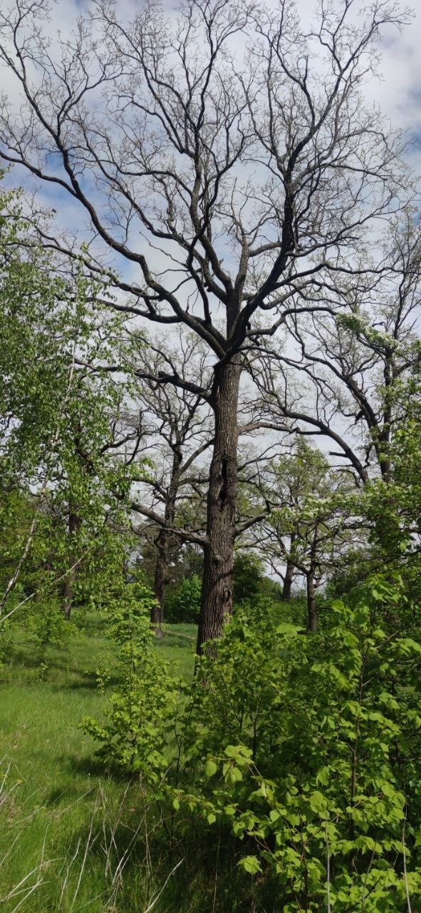Spring oaks