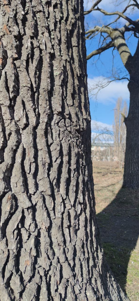 Spring oaks