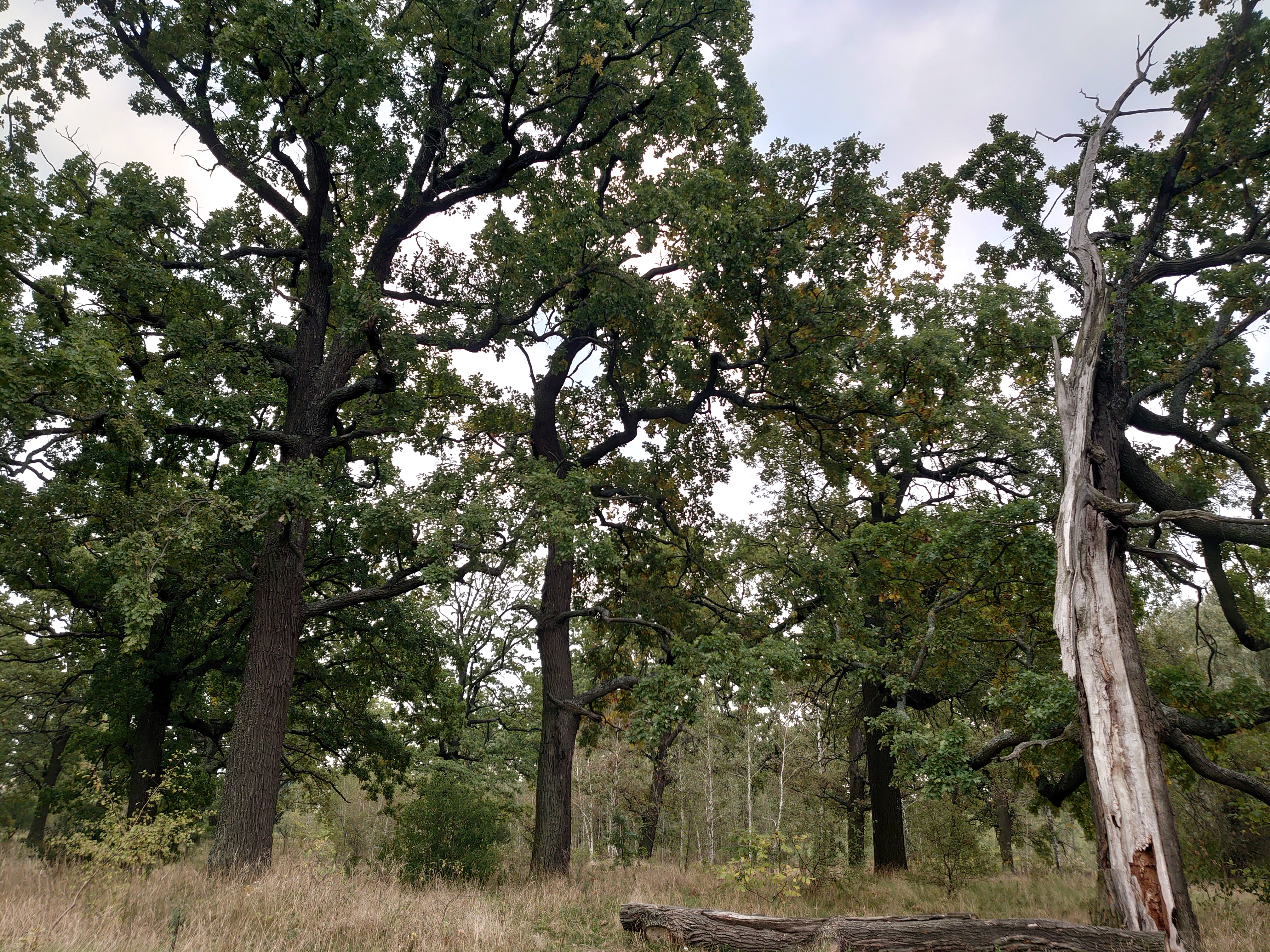 Summer oak grove