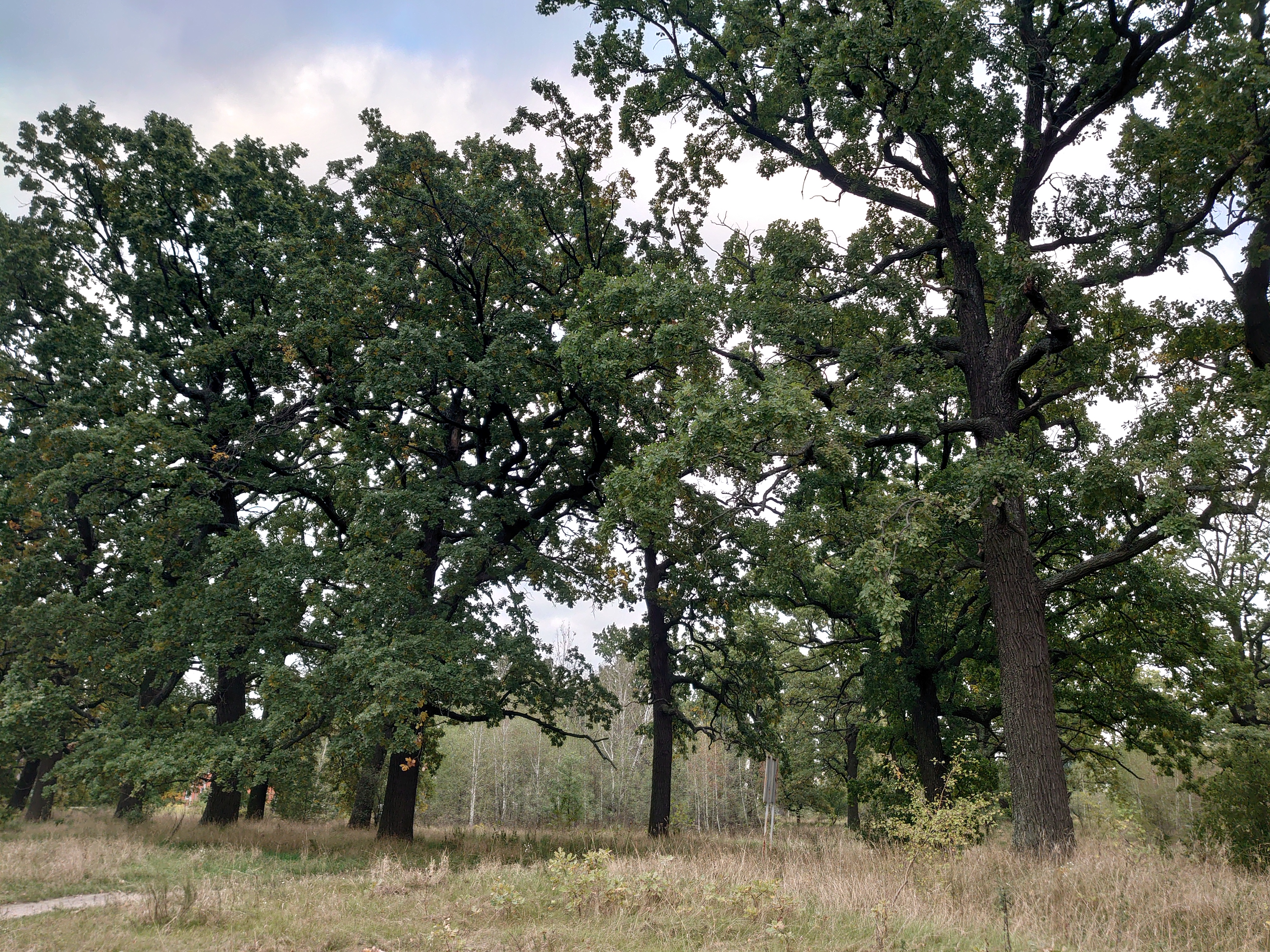 Summer oak grove