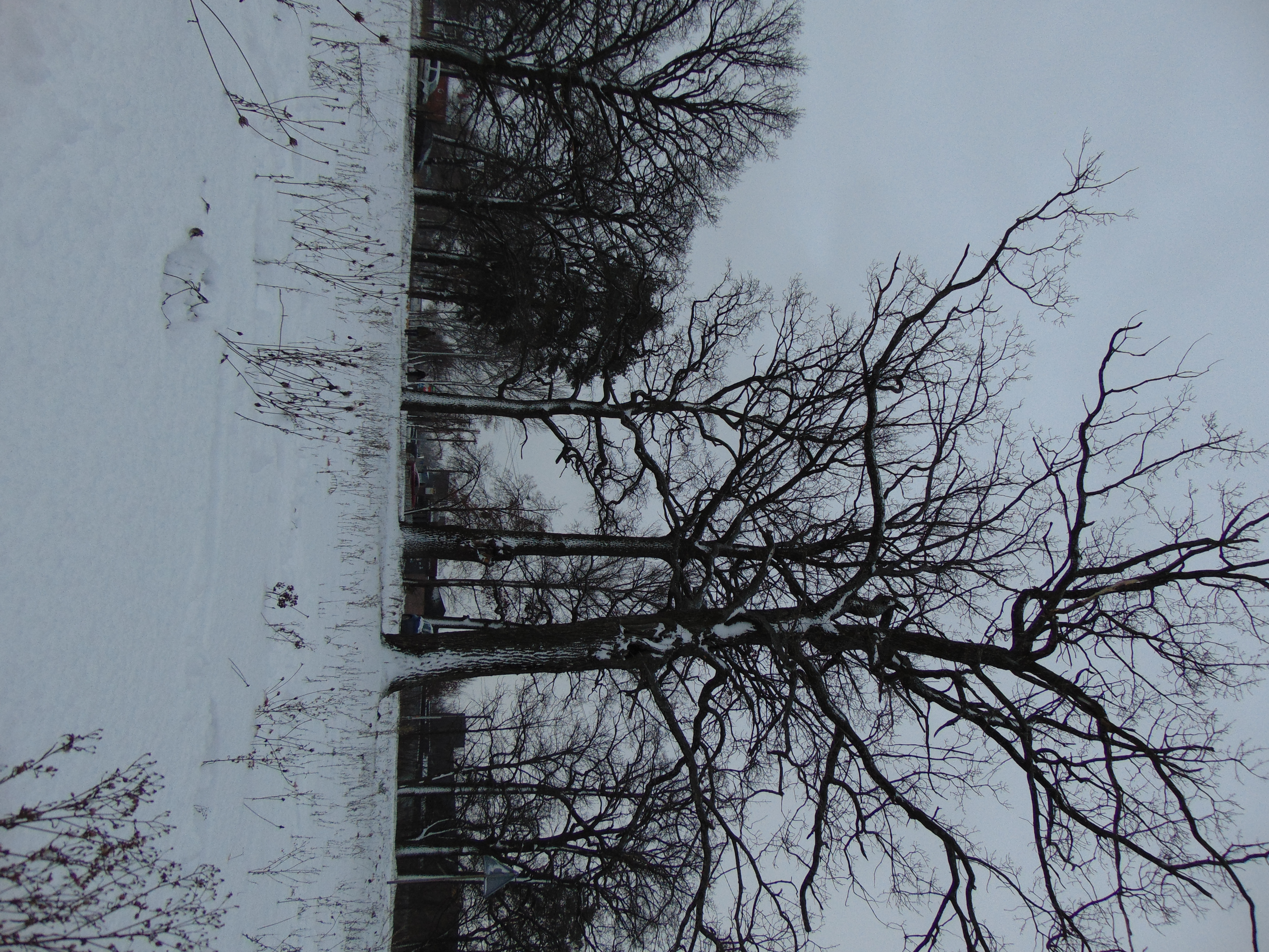 Winter oaks