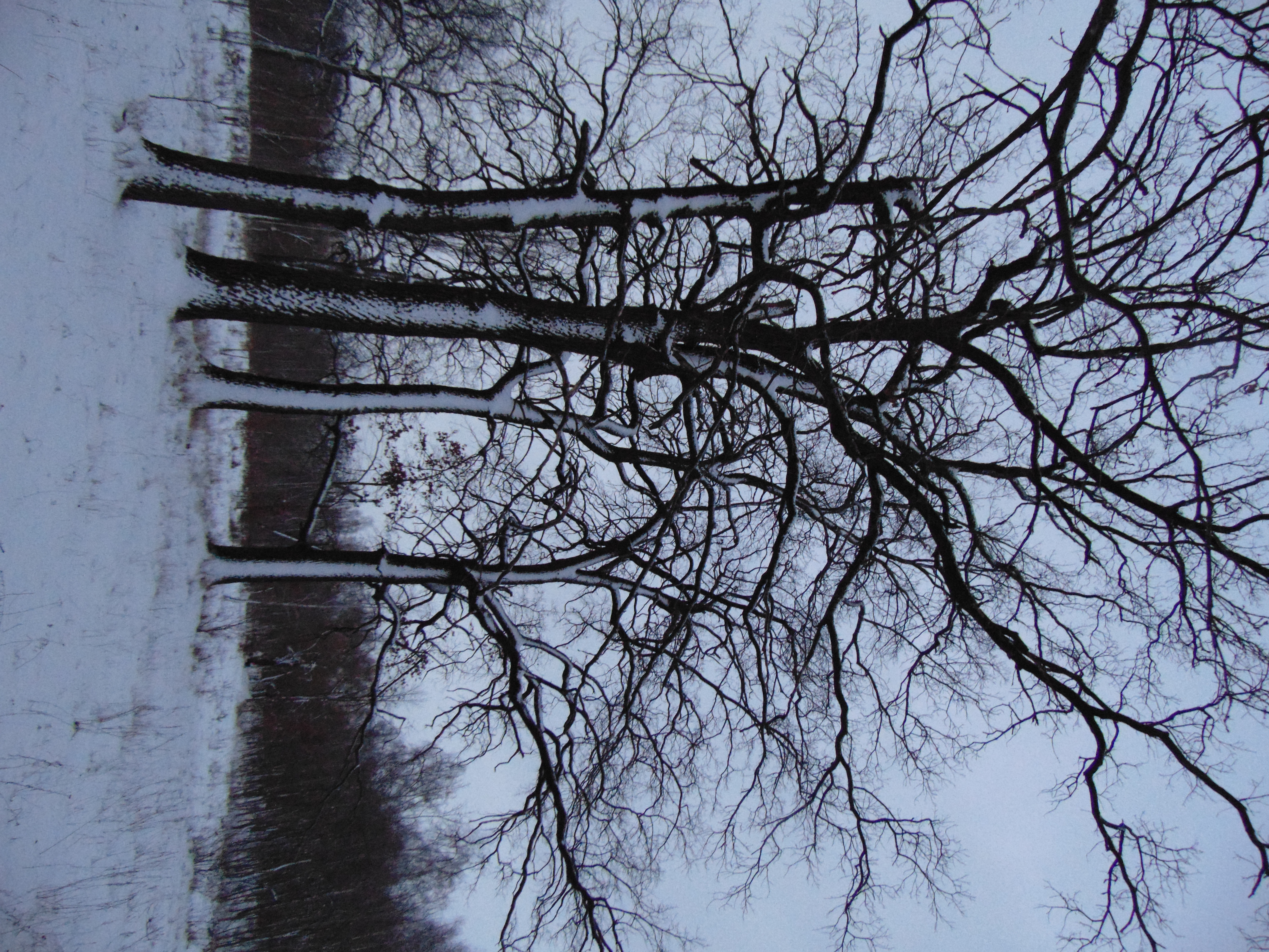 Winter oaks