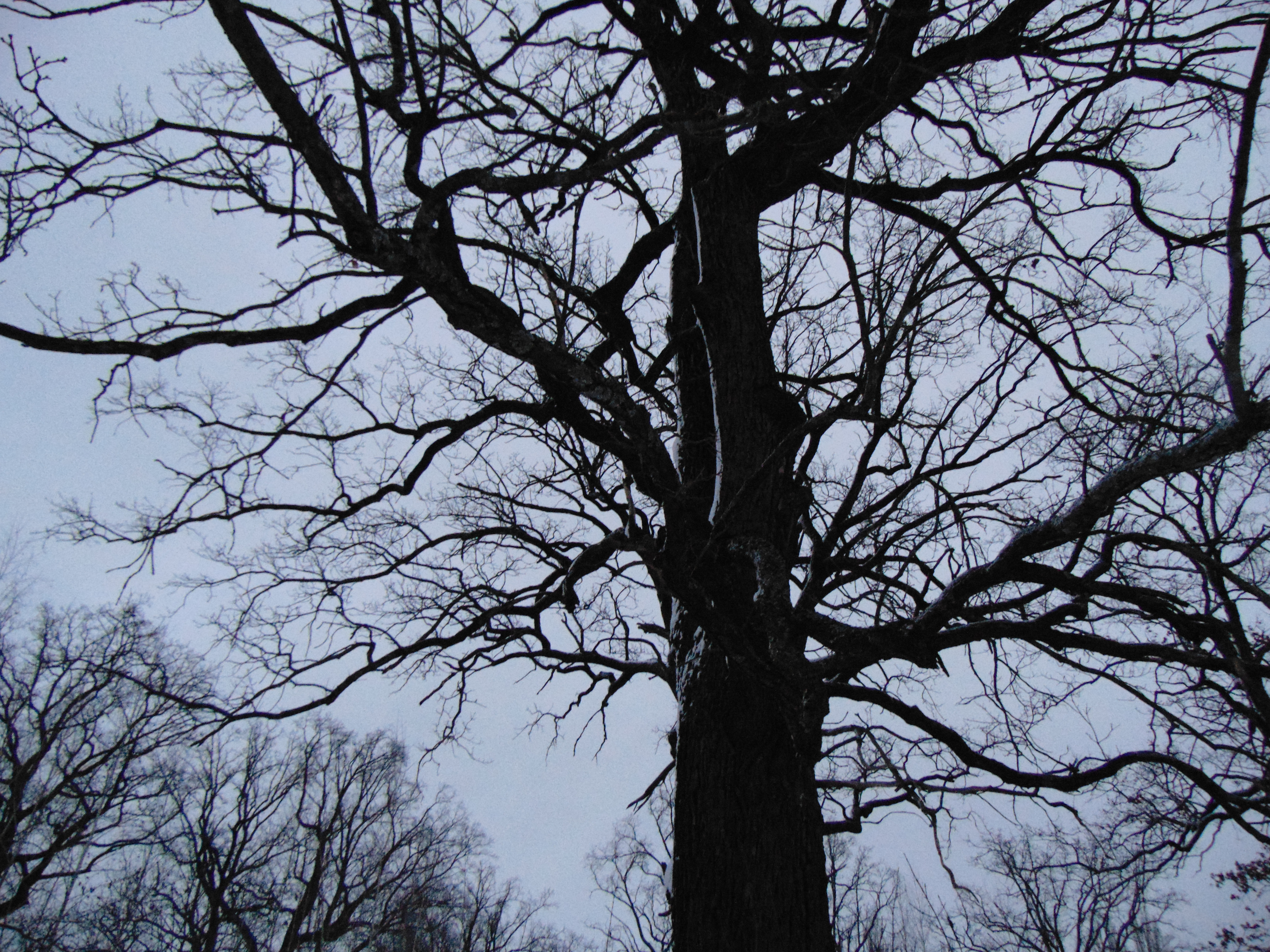 Winter oaks
