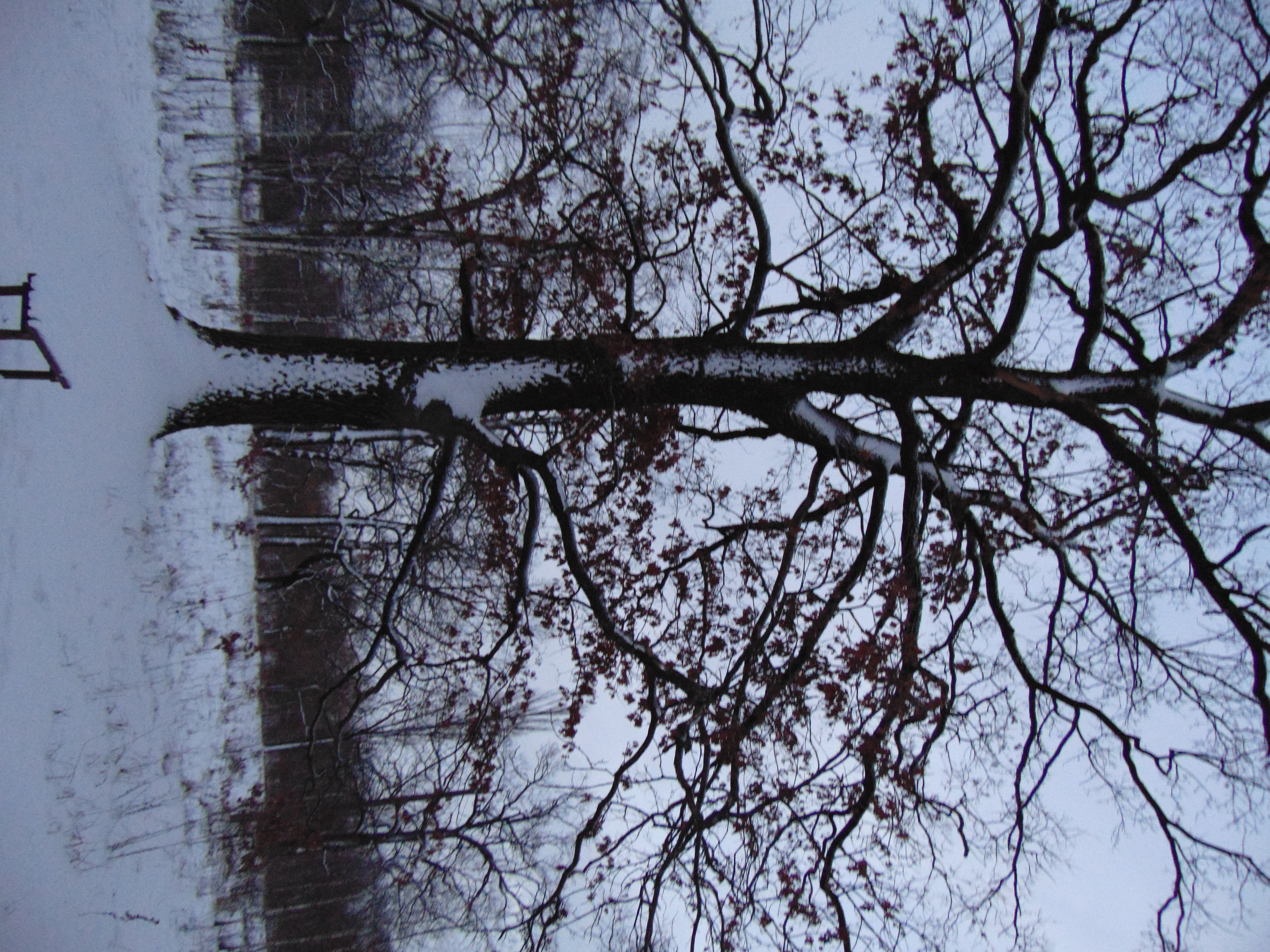 Winter oaks